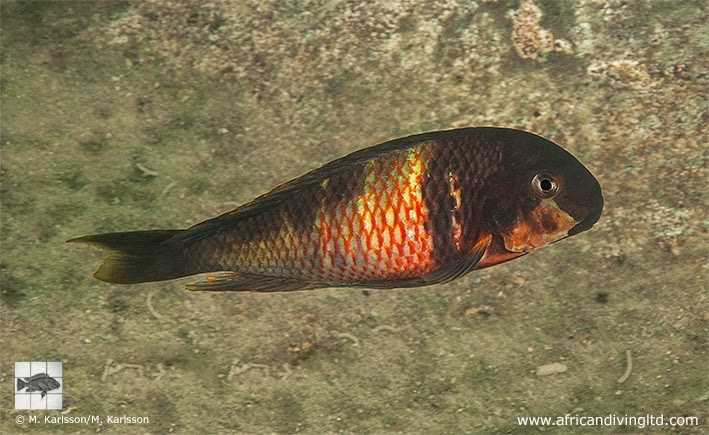 Tropheus 'Red Blotch' at Mabilibili Bay (Tropheus sp. 'kirschfleck' x Tropheus sp. 'limespot')